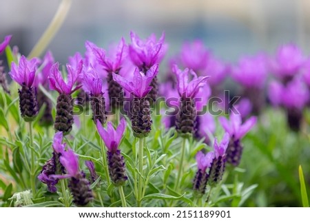 Selective focus of flowers of Lavandula stoechas in the garden with green leaves, The Spanish lavender is a species of flowering plant in the family Lamiaceae, Nature floral background. Royalty-Free Stock Photo #2151189901