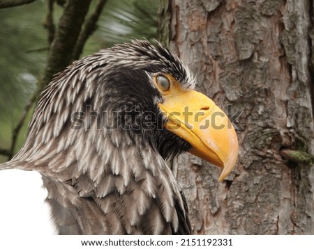 impressive sea eagle with natural background