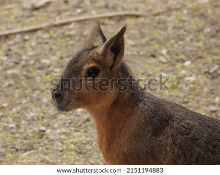 closeup of a sweet brown animal called Mara 