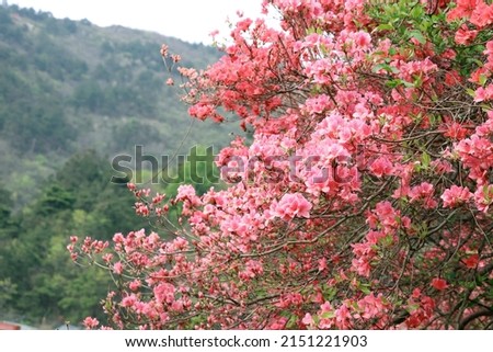 High definition photography of pink Rhododendron scenic spot in Mulan Yunwu Mountain, Wuhan