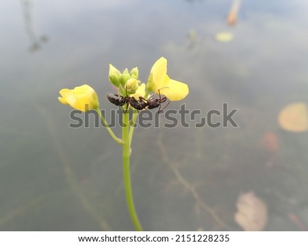 Closeup ants on Utricularia plant on blur background. Utricularia is a genus of carnivorous plants. Carnivorous plants are plants that get their nutrition from trapping and eating animals or protozoa. Royalty-Free Stock Photo #2151228235