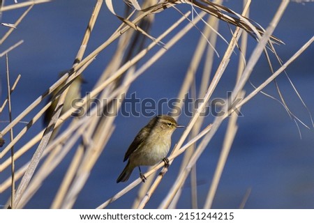A closeup photo of a bird on a thin branch taken by Pere Elvira
