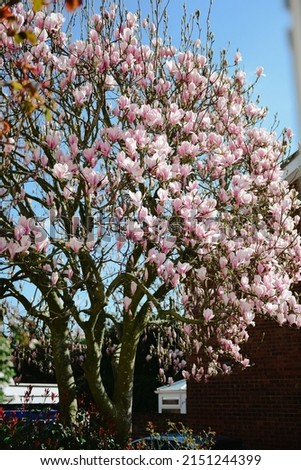 A selective of blooming magnolia against the blue sky
