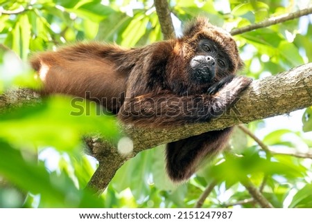 An endangered and rare Brown Howler is sleeping on a branch in the Botanical Gardens in São Paulo, São Paulo State, Brazil Royalty-Free Stock Photo #2151247987