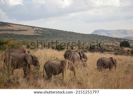 A herd  elephants walks through the National Park of Kenya, they graze on the grass during the rainy season 