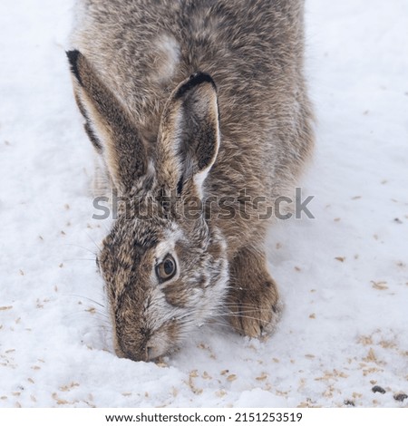 A close-up of a young hare sniffing the snowy ground 