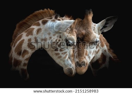 A closeup of giraffes cuddling against a black background