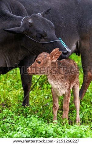 A cow is pampering her young calf outdoors