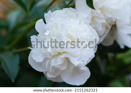 Close-up of white Paeonia flowers