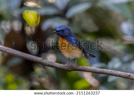 Wildlife bird species of Chinese blue flycatcher male perched on a tree branch with natural background in tropical rainforest.