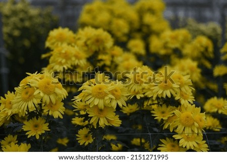 Beautiful yellow Chrysanthemums in garden. Flowers as background picture. 