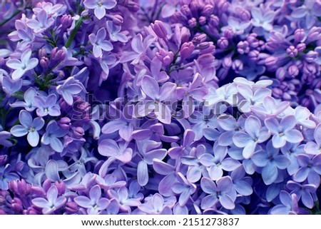 Beautiful purple background from lilac flowers close-up. Spring flowers of lilac.  Royalty-Free Stock Photo #2151273837