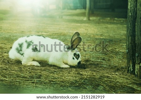 Black and white rabbit grazing on animal farm. High quality photo
