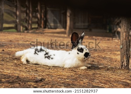 Black and white rabbit relaxing on animal farm. High quality photo