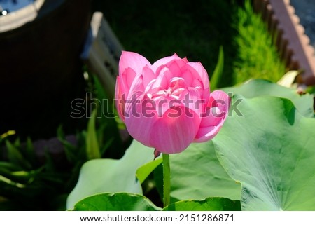 Pink lotus flower blooming in the temple garden