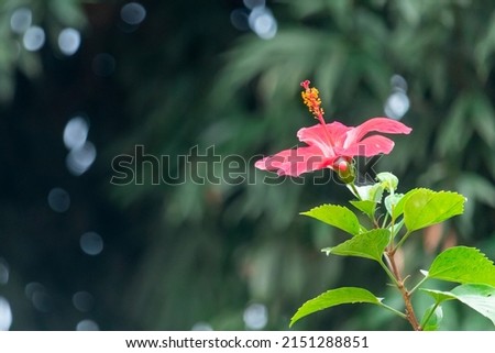 Hibiscus or China rose pink flower showing all four whorls - sepals or calyx, petals or corolla, stamens or androecium, carpels or gynoecium with beautiful bokeh effect. 