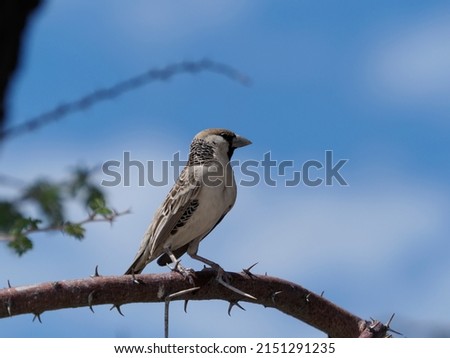 Spectacled weaver bird in Namibia