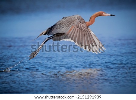 Reddish egret takes flight frome pond in Fort DeSoto Royalty-Free Stock Photo #2151291939