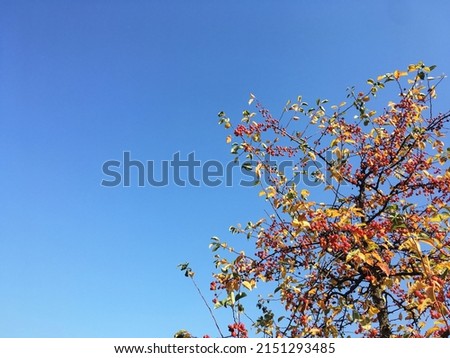 Bright yellow red orange marsal tree on blue sky background. Sunny day in forest. Autumn landscape. Nature protection concept.