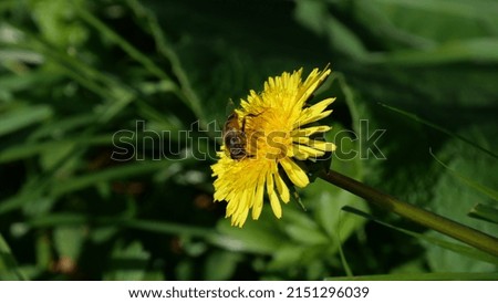 A picture of a bee on a dandelion