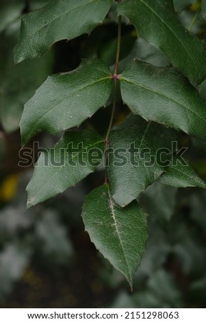 holly-leaved magnolia, ornamental plant, close-up