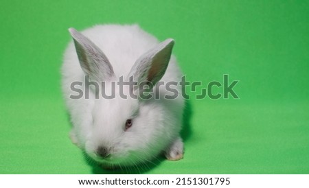 White rabbit on a green background chromakey