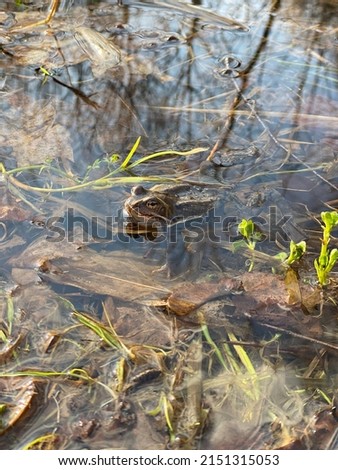 Frog sit in pond or puddle, bask in the sun. Around greenery, sun glare, branches and leaves. Plastic pocket in water. Nature. Amphibians, animals. Ecology. Plastic pollution. Closeup view Macro 4K