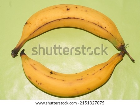 Ripe bananas, organic banana, natural, natural yellow with green background, "Plátano Macho Mexicano", Plátano Macho Royalty-Free Stock Photo #2151327075