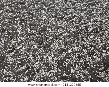 White, tiny, fallen petals of sweet cherry (Prunus avium) on gray dug up ground (angle, texture).