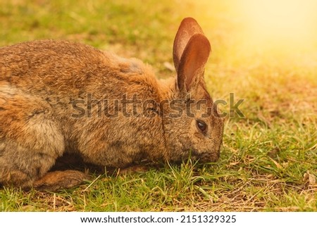 Brown rabbit grazing the grass on animal farm. High quality photo