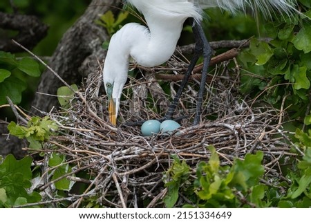 Closeup of a Great White Egret using its powerful beak to tend to a clutch of blue eggs in its nest high in the trees at the UTSWMC Rookery in Dallas, Texas on a spring morning. Royalty-Free Stock Photo #2151334649