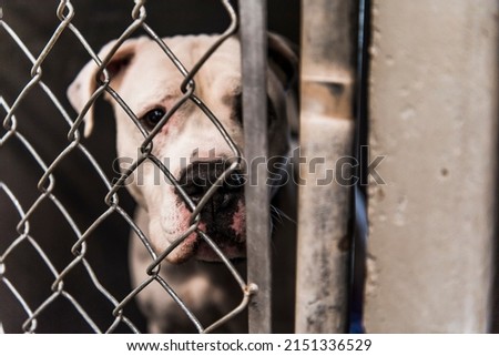 White American Bull Dog Pit Bull Mixed Breed Dog Large Adult Dog Looking Sad Eye Contact with Camera through Animal Shelter Kennel Cage Royalty-Free Stock Photo #2151336529
