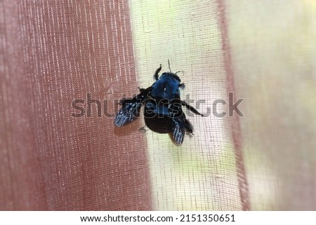 Big black bee creeping on window cloth