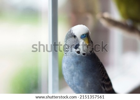 Happy Healthy Young Mauve Budgie Blue budgie singing by the window on a beautiful afternoon in spring Royalty-Free Stock Photo #2151357561