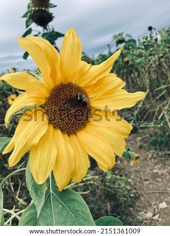 An edited version of a sunflower with a bumblebee resting peacefully on the flower.