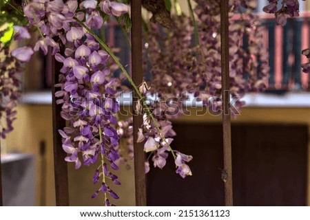 Wisteria growing on an old fence seen up close