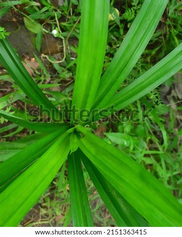 Green pandan leaf stock photo