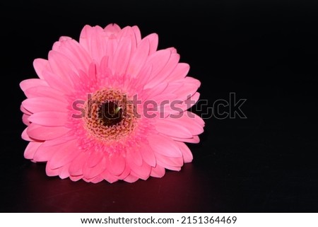 the pink flower with white background the pink flower with black background in selective focus