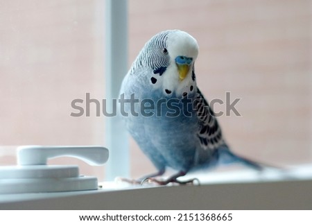 young happy male mauve budgie blue budgie playing by the window in a cozy home
