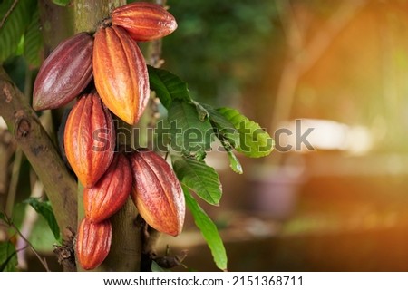 Orange cacao  group pod on green  leaf  tree  background Royalty-Free Stock Photo #2151368711