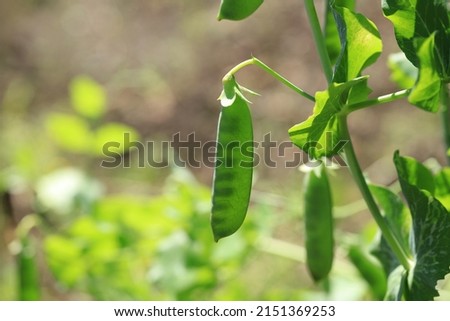 Snap peas (Pisum sativum var. macrocarpon), also known as sugar snap peas, are a cultivar group of edible-podded peas that differ from snow peas in that their pods are round as opposed to flat.  Royalty-Free Stock Photo #2151369253