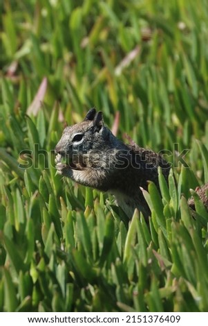 Close up of one California ground squirrel (Spermophilus beecheyi) standing in green pigface sour ice plants side view eating. Postcars picture with blue skies in the background.
