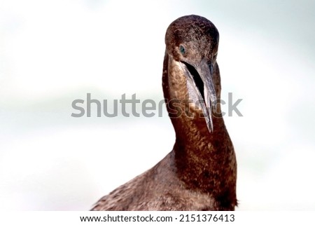 Ultra close up side view of brown Brandt's cormorant bird with open mouth laughing, California. Black and blue bird photography. Head, beak, eyes and wings. Urile penicillatus seabird.