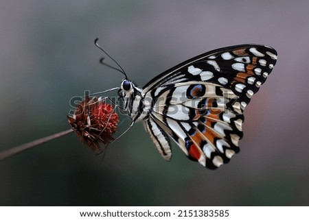 Close up image and selective focus of perching lime butterfly with bokeh background