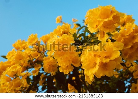 Close up of blooming yellow flowers, beautiful natural.