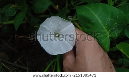 I take a white flower from the garden