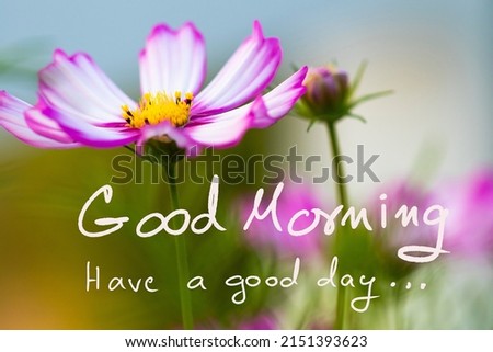 good morning have a good day message card handwriting with cosmos flowers in garden postcard style 