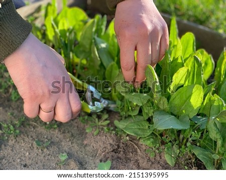 Farmer in the garden collects sorrel, fresh vegetables from the farm, harvests on an organic farm Royalty-Free Stock Photo #2151395995