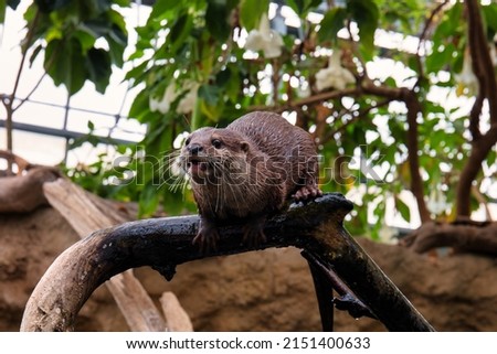 An Oriental Small Clawed Otter yelling for food at the Kobe Animal Kingdom zoo