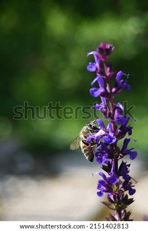 on a vertical blue perennial flower inflorescence bee collects honey